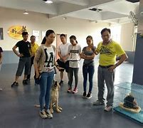 策略为王:成为最强宠物训练师的秘诀 策略为王:成为最强宠物训练师的秘诀